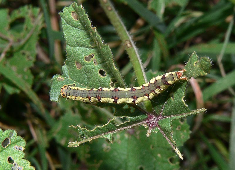 Due bruchi autunnali, Xanthodes albago e Acronicta rumicis