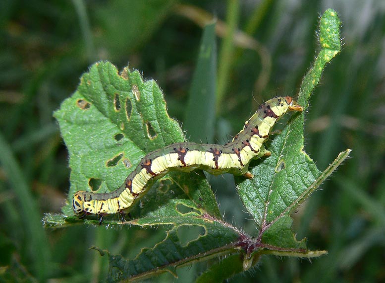 Due bruchi autunnali, Xanthodes albago e Acronicta rumicis