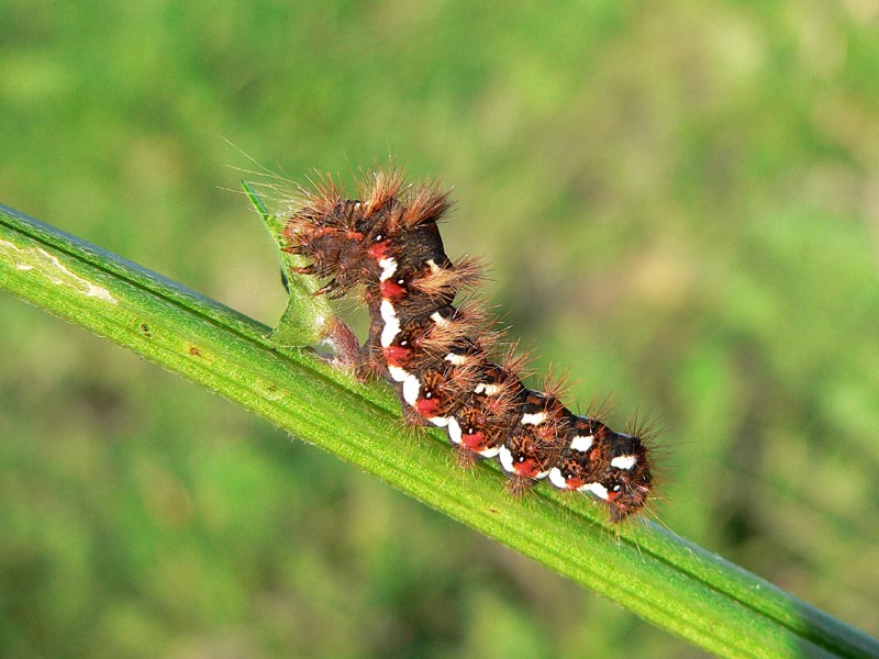 Due bruchi autunnali, Xanthodes albago e Acronicta rumicis