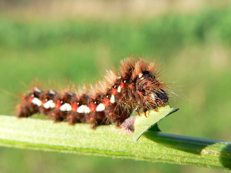 Due bruchi autunnali, Xanthodes albago e Acronicta rumicis