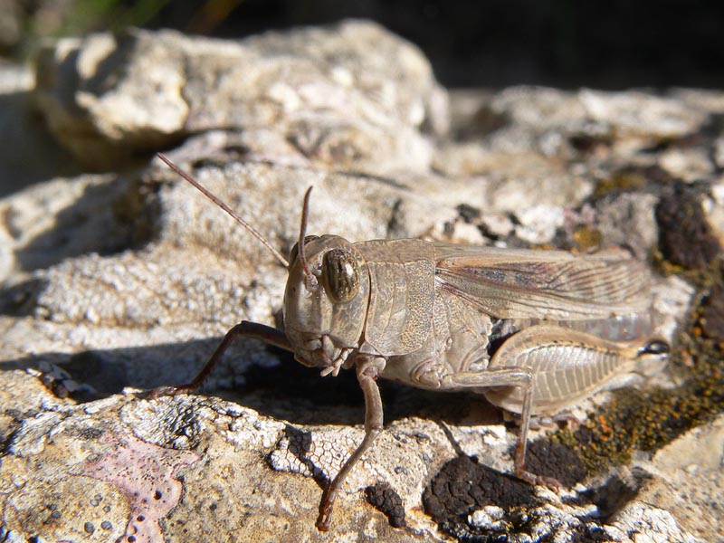 Tre cavallette Sicane