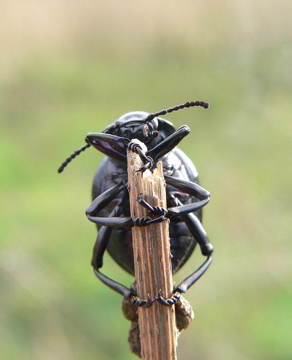 Tre coleotteri sicani