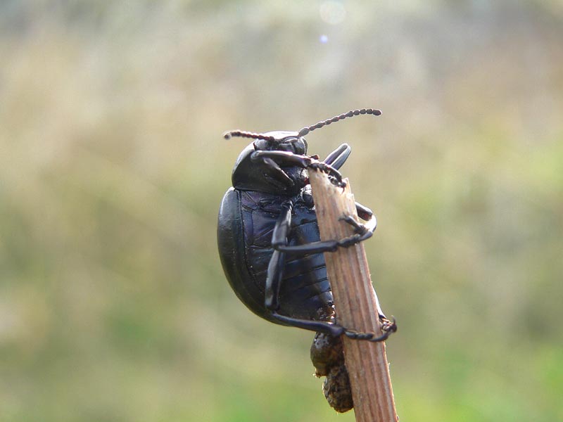 Tre coleotteri sicani