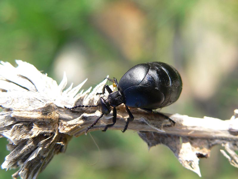 Tre coleotteri sicani