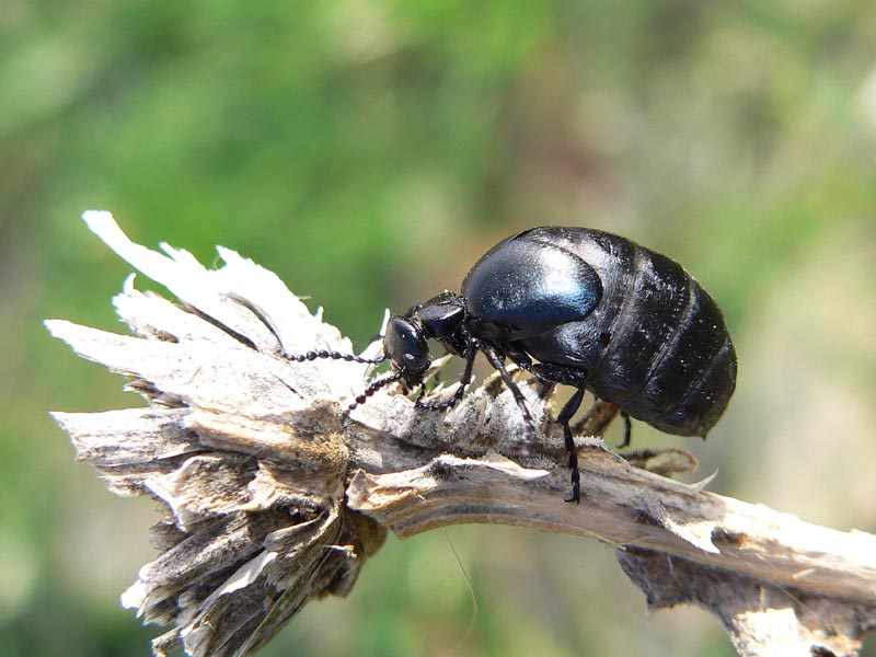 Tre coleotteri sicani