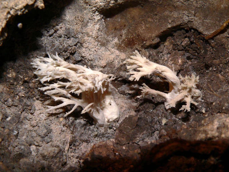 Fungo cavernicolo