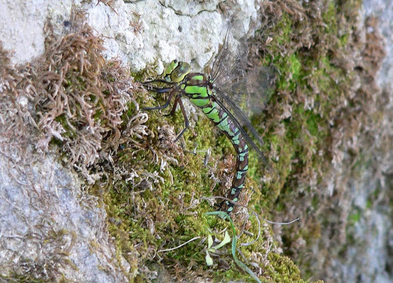 Primo piano libellula: Aeshna cyanea (femmina)