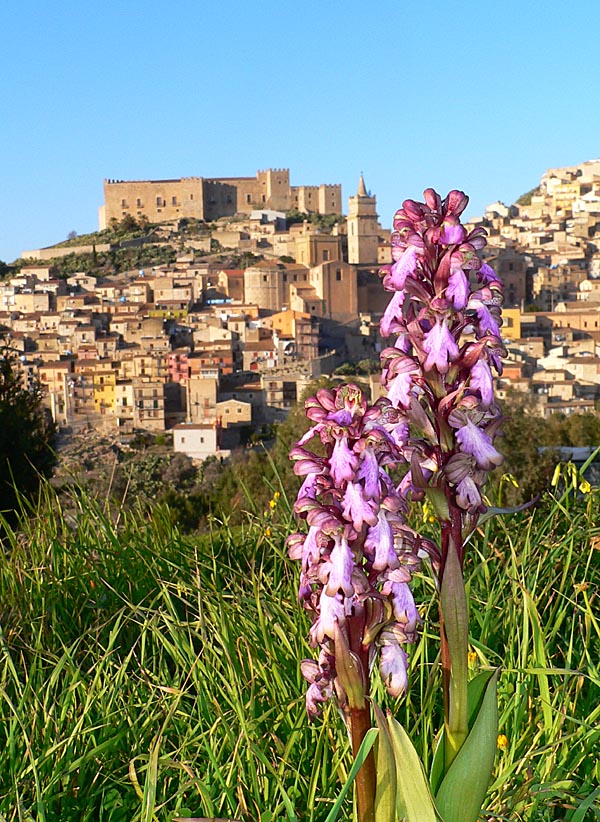 Primavera e orchidee palermitane