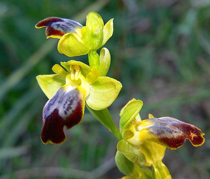 Primavera e orchidee palermitane