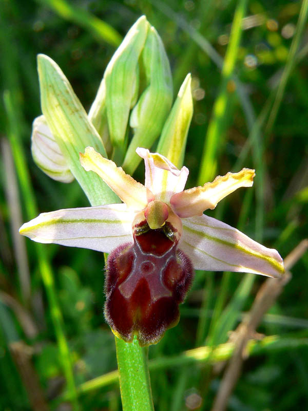 Primavera e orchidee palermitane