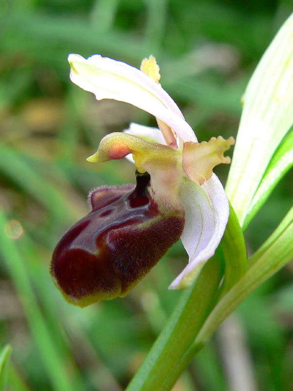 Primavera e orchidee palermitane