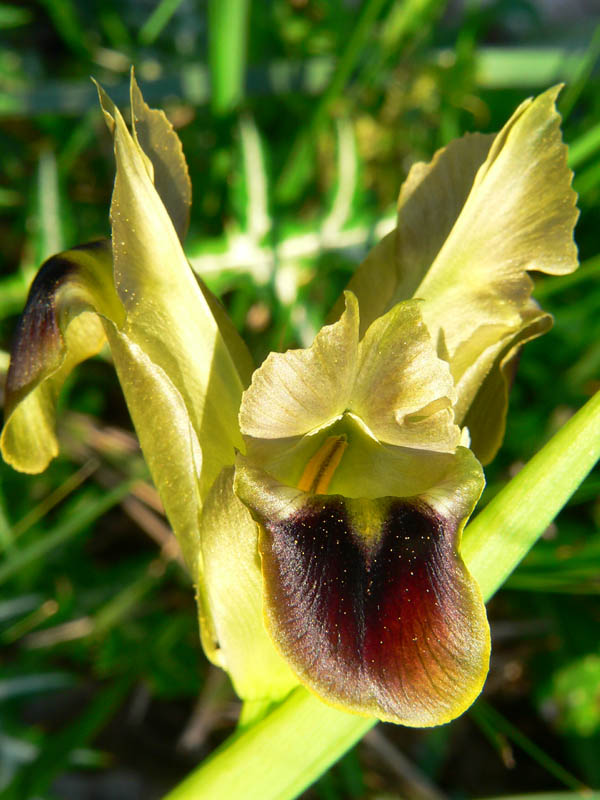 Hermodactylus tuberosus e Iris lutescens