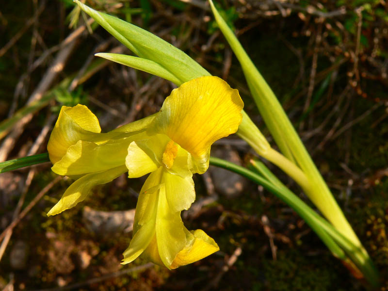 Hermodactylus tuberosus e Iris lutescens