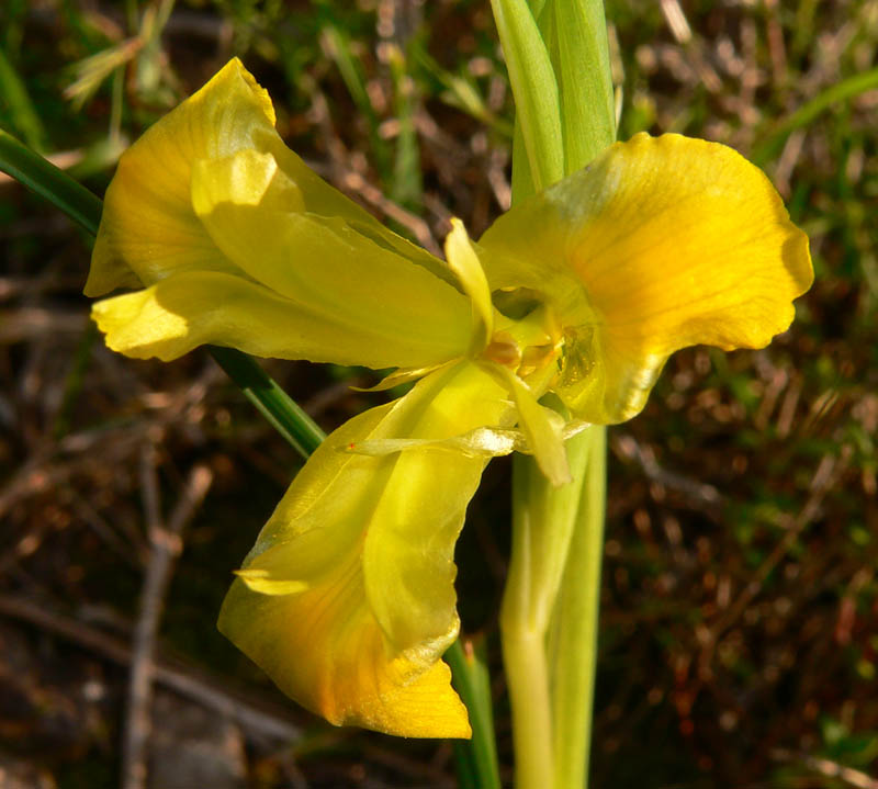 Hermodactylus tuberosus e Iris lutescens