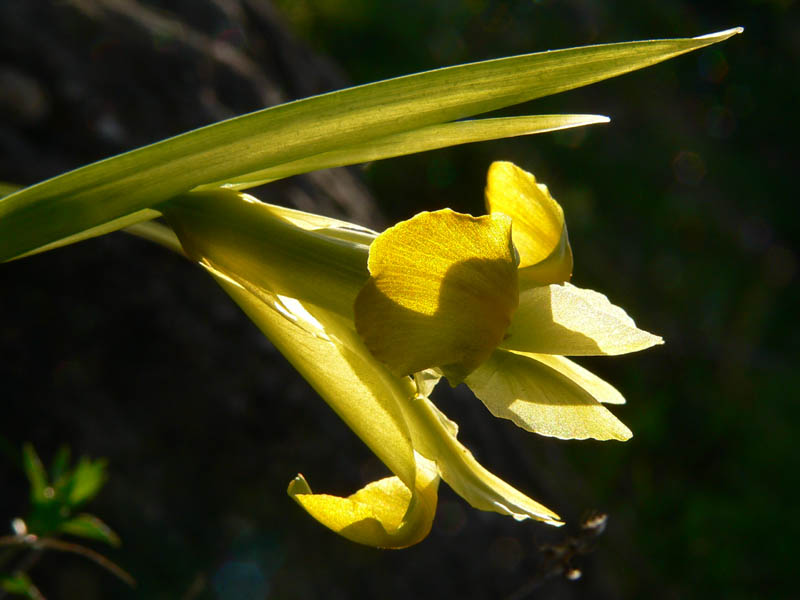 Hermodactylus tuberosus e Iris lutescens
