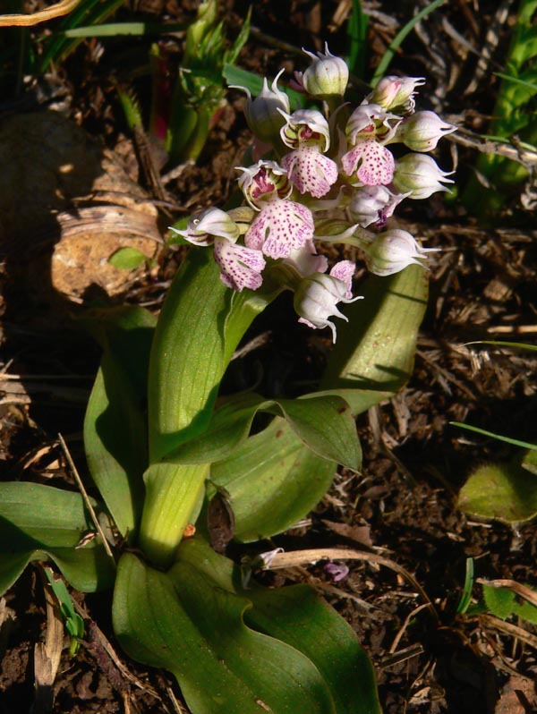 Primavera e orchidee palermitane