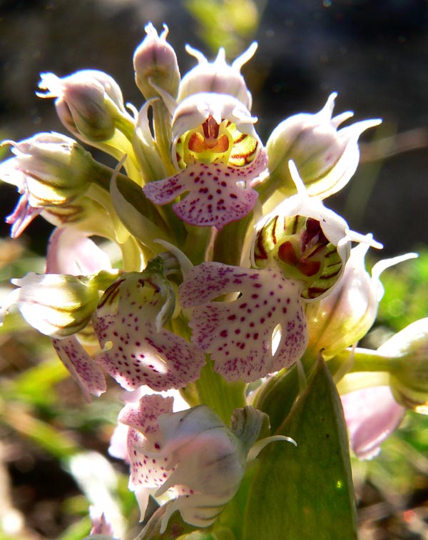 Primavera e orchidee palermitane