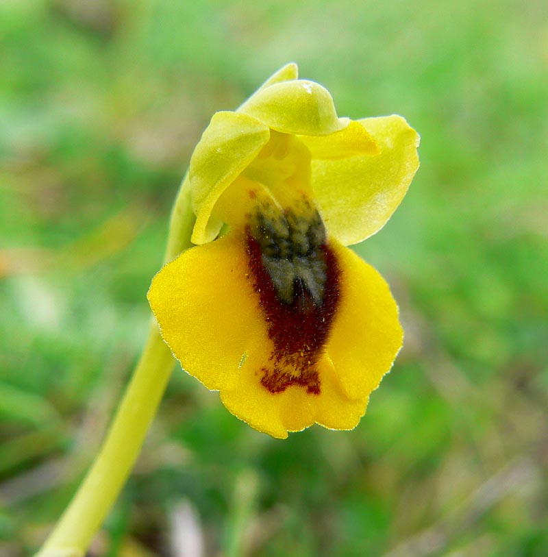 Primavera e orchidee palermitane