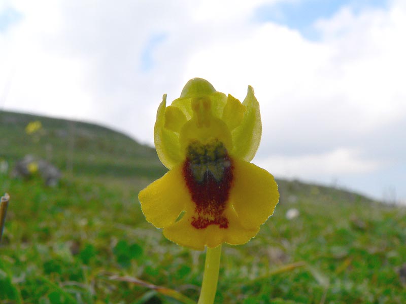 Primavera e orchidee palermitane