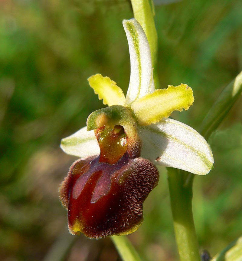 Primavera e orchidee palermitane