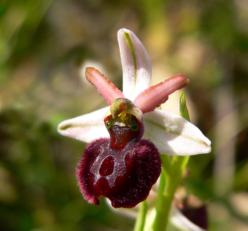 Primavera e orchidee palermitane