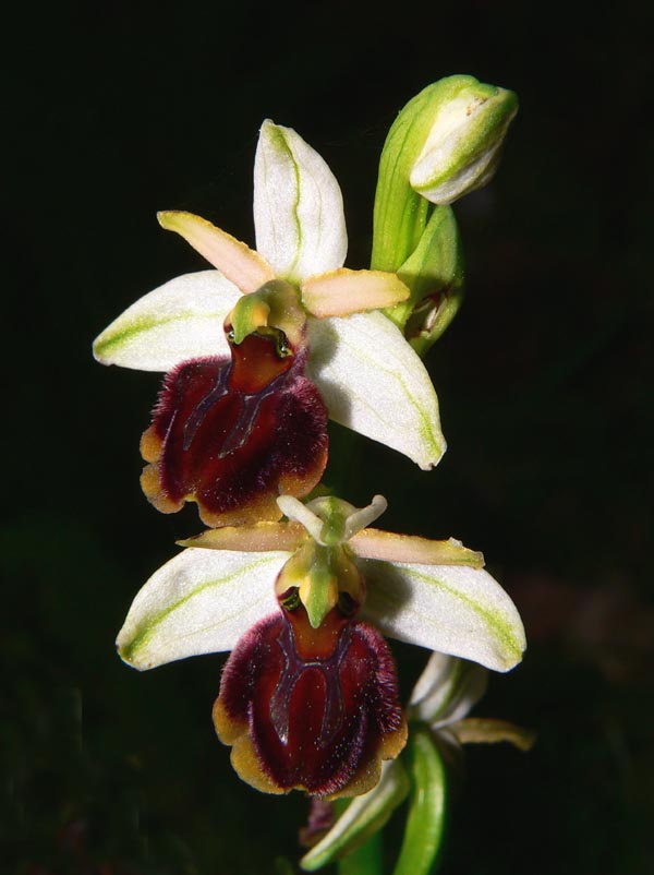 Primavera e orchidee palermitane