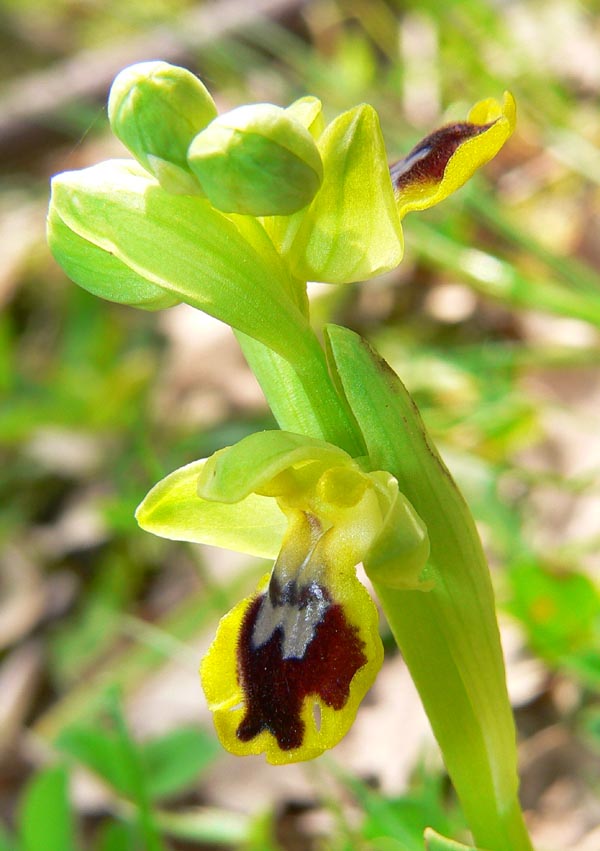 Gruppo Ophrys lutea