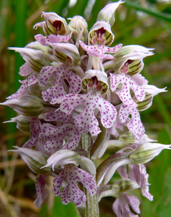 Primavera e orchidee palermitane