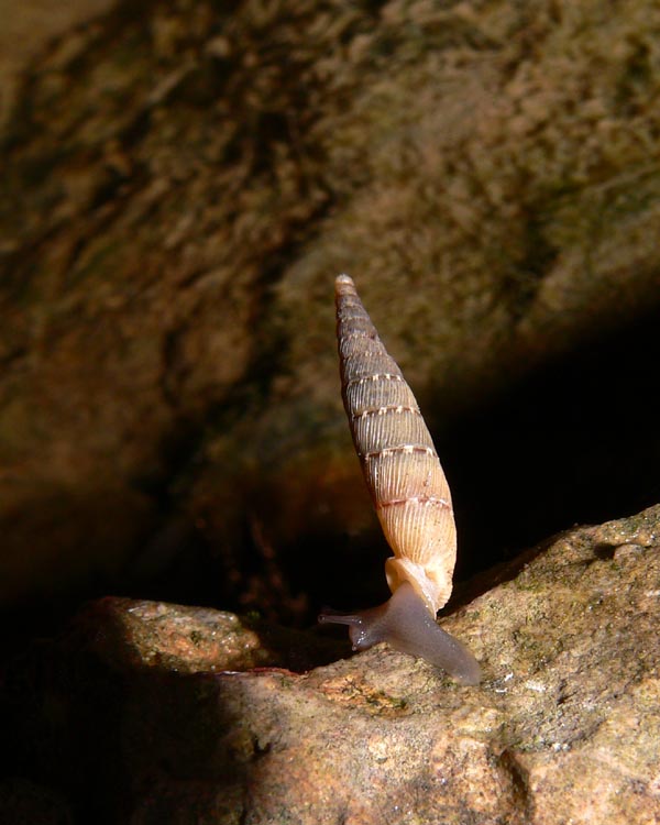 Papillifera papillaris (O.F. Mller, 1774)