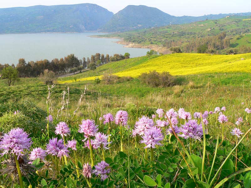 Primavera e orchidee palermitane