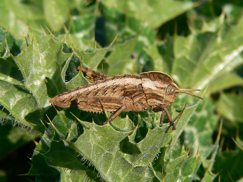 Ninfa di Pamphagidae: Acinipe calabra (Orthoptera)