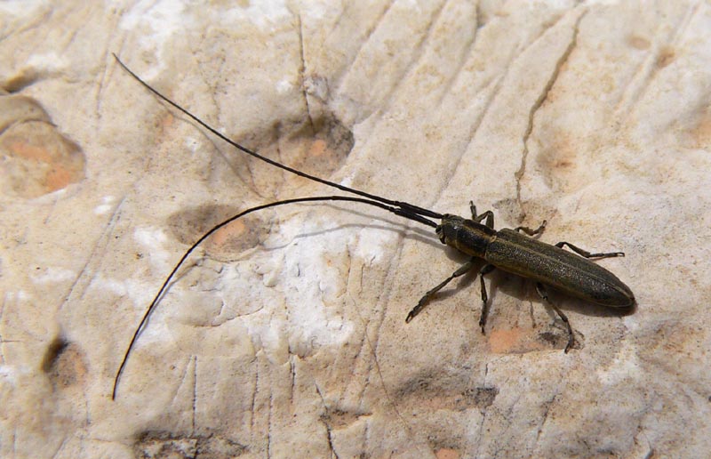 Calamobius filum (Coleoptera Cerambycidae)