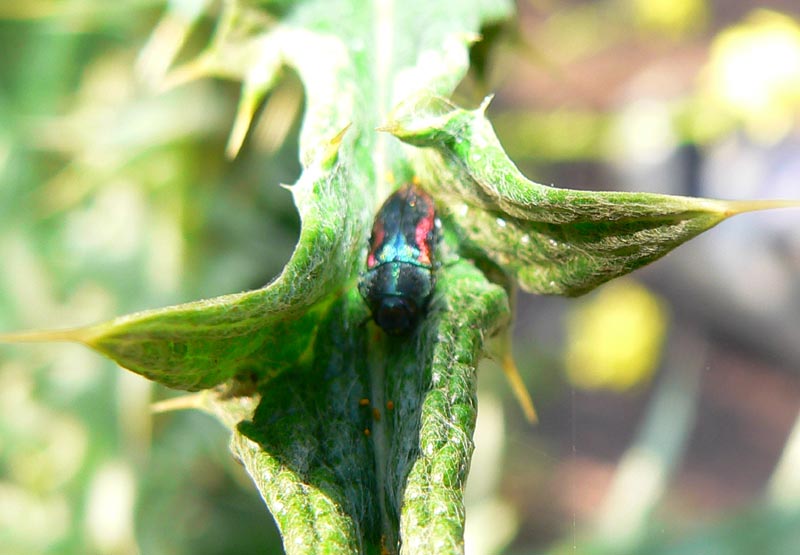 Anthaxia candens lucens (Coleoptera, Buprestidae)