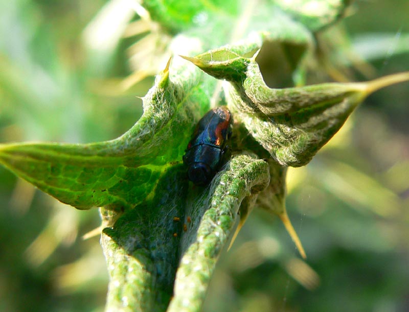 Anthaxia candens lucens (Coleoptera, Buprestidae)