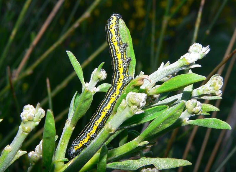 Un bruco su Spartium: Apopestes spectrum (Noctuidae)