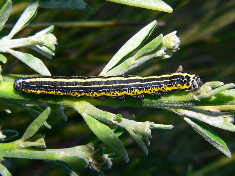 Un bruco su Spartium: Apopestes spectrum (Noctuidae)