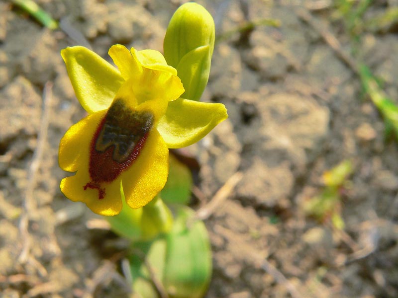 Primavera e orchidee palermitane