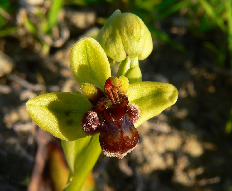 Primavera e orchidee palermitane