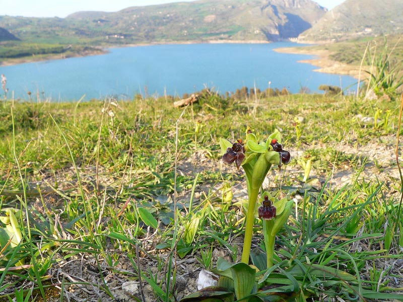 Primavera e orchidee palermitane