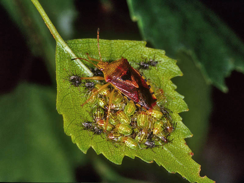 Mamma eterottera Elasmucha grisea