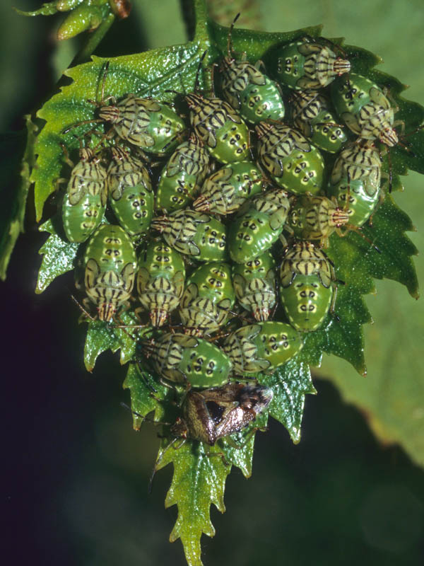 Mamma eterottera Elasmucha grisea