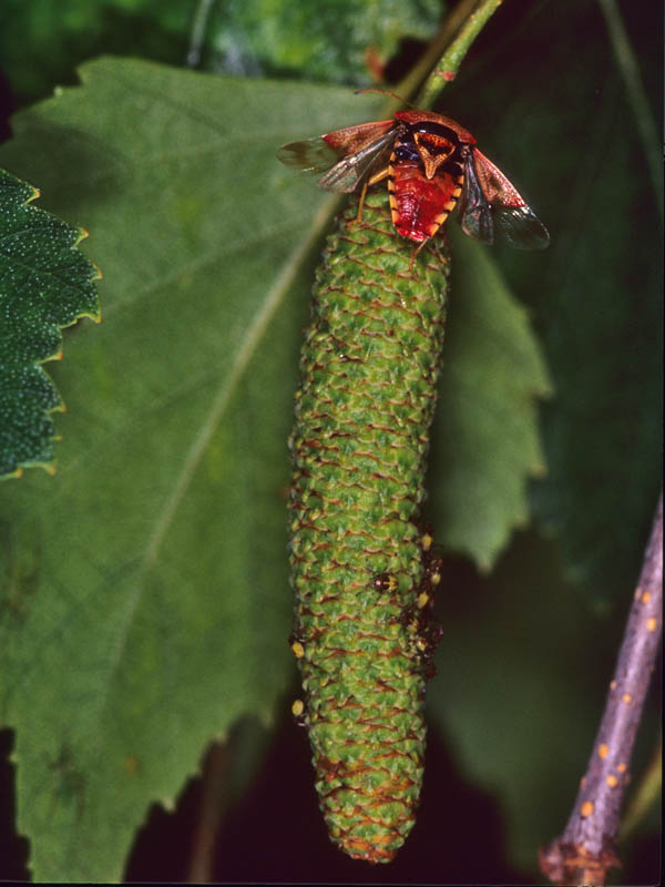 Mamma eterottera Elasmucha grisea