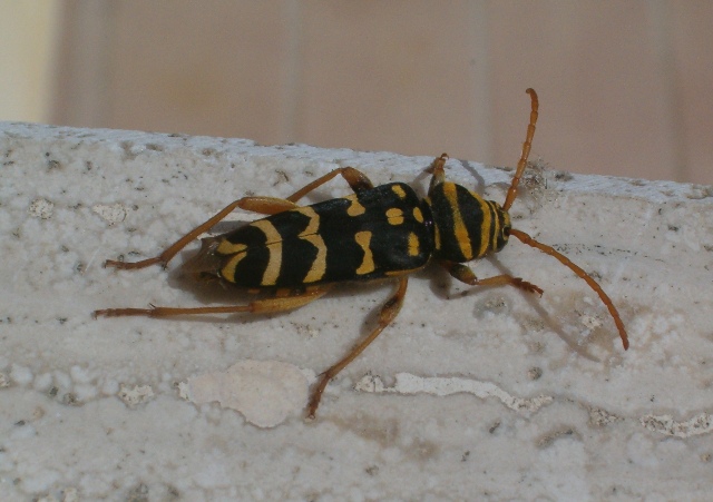 Plagionotus arcuatus (Coleoptera, Cerambycidae)