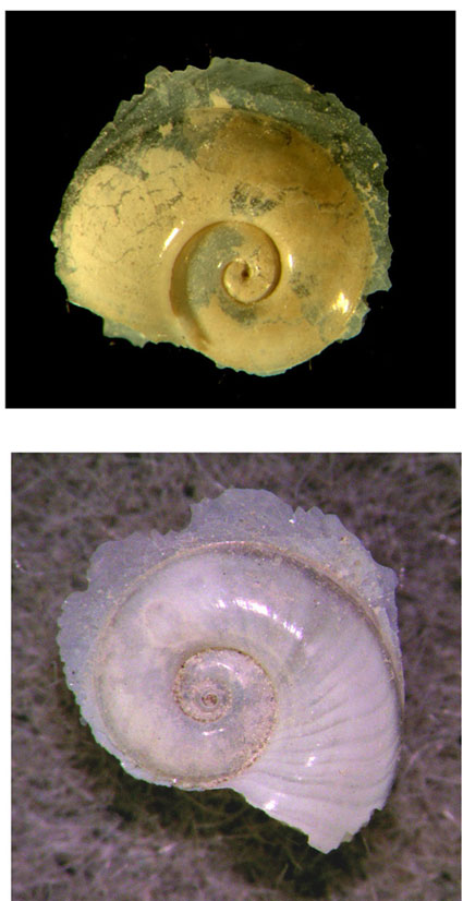 Atlanta peronii