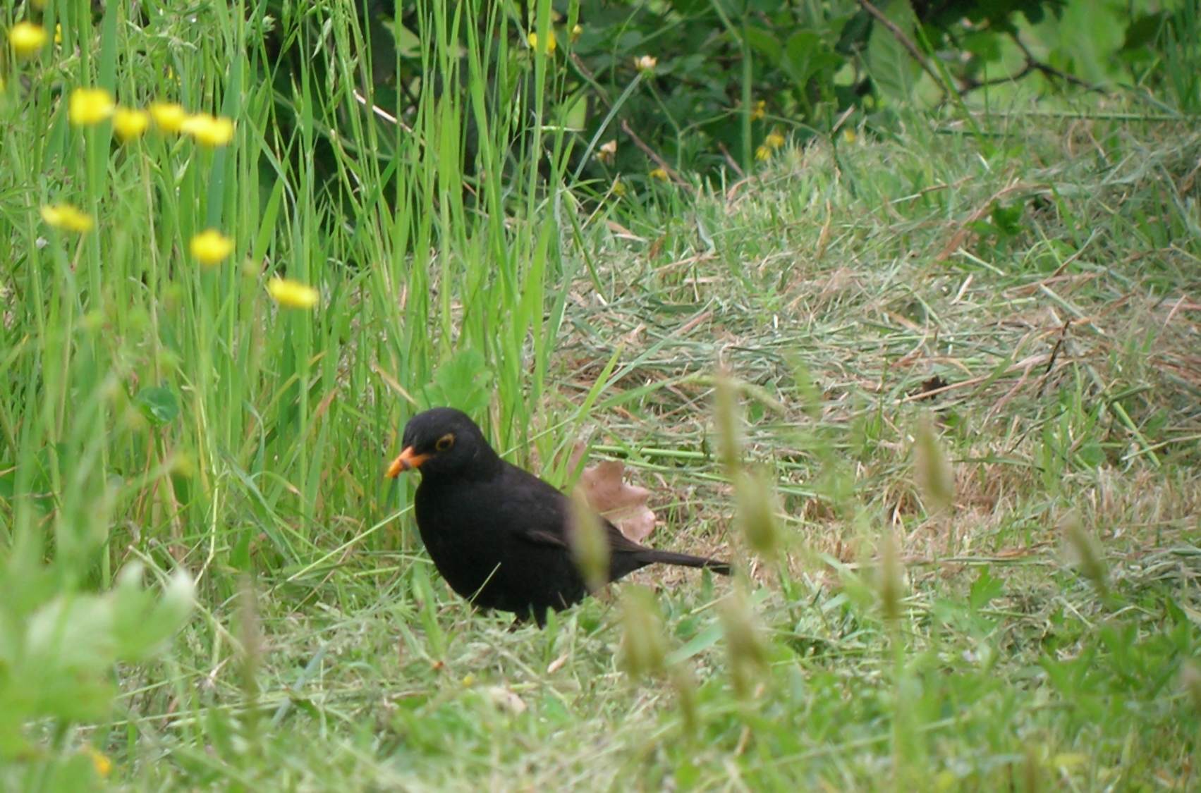 Merlo Turdus merula. semplicemente un maschio e una femmina.