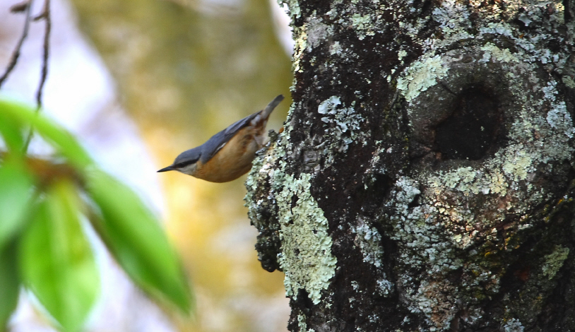 Picchio muratore - Sitta europaea