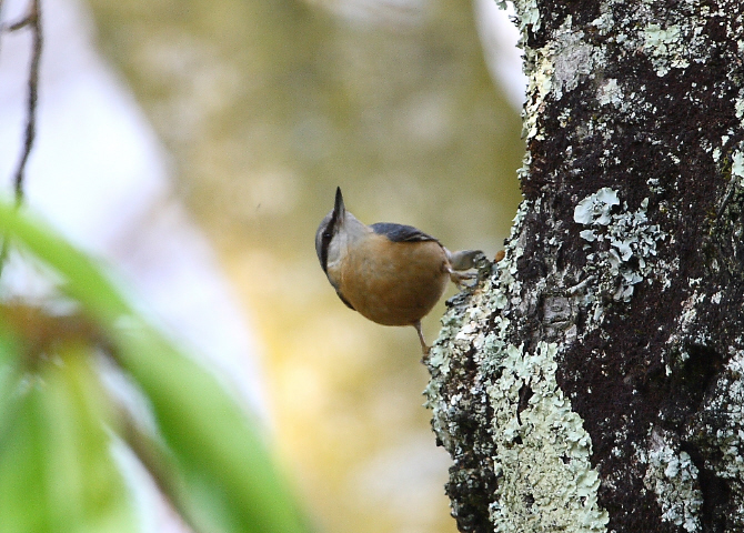 Picchio muratore - Sitta europaea