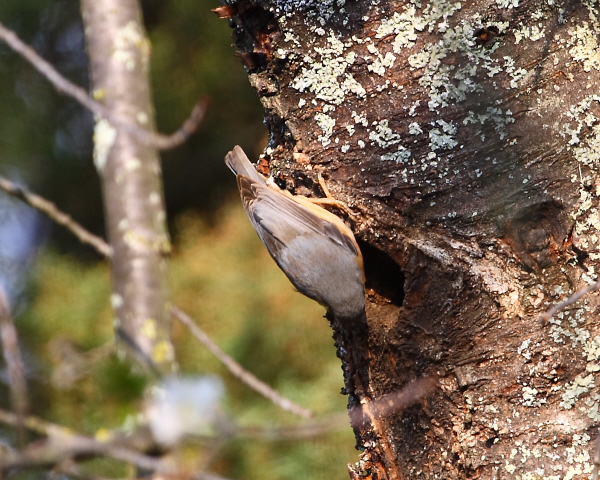 Picchio muratore - Sitta europaea