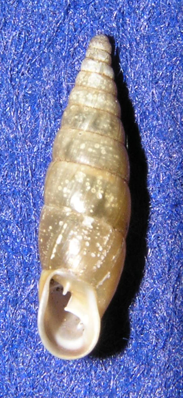 Clausiliidae del forum NM