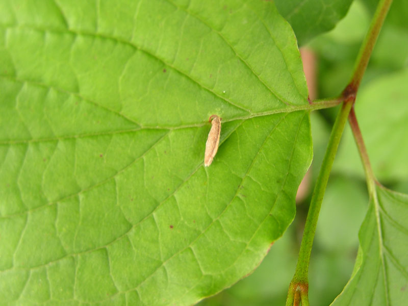 Le Coleophoridae d''Italia